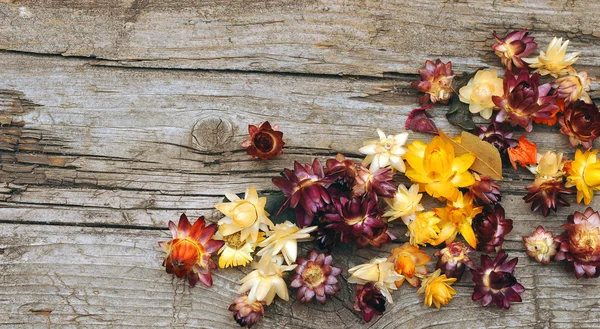 Flor de palha ou eterno — Fotografia de Stock