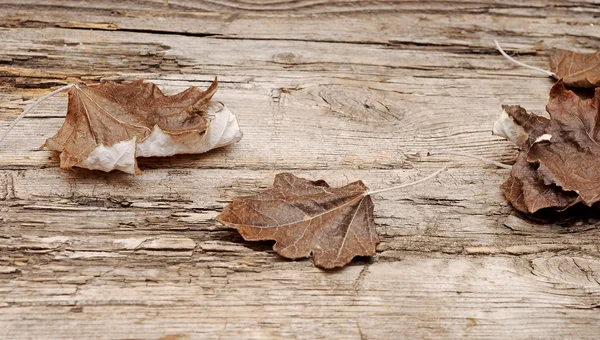 Φύλλα φθινοπώρου σε ξύλινο φόντο — Φωτογραφία Αρχείου
