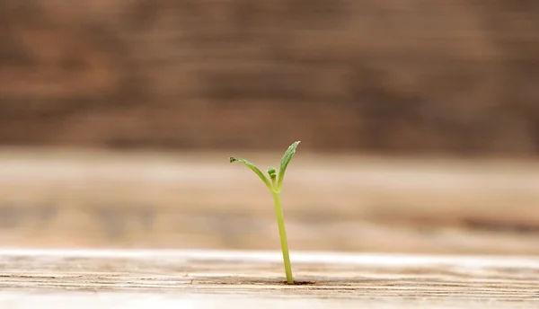 Planta jovem crescendo de perto — Fotografia de Stock