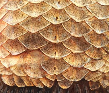 havuz balığı ölçekler, yakın çekim-doğal doku, makro çekim