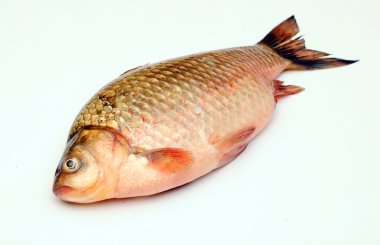 crucian sazan izole üzerinde beyaz arka plan