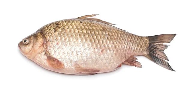 Cruciaanse karper vis geïsoleerd op witte achtergrond — Stockfoto