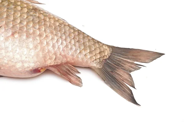 Rabo de peixe isolado sobre fundo branco — Fotografia de Stock