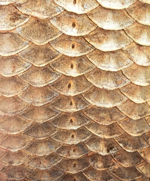 Balanças de carpa crucian, close-up - textura natural, macro tiro — Fotografia de Stock