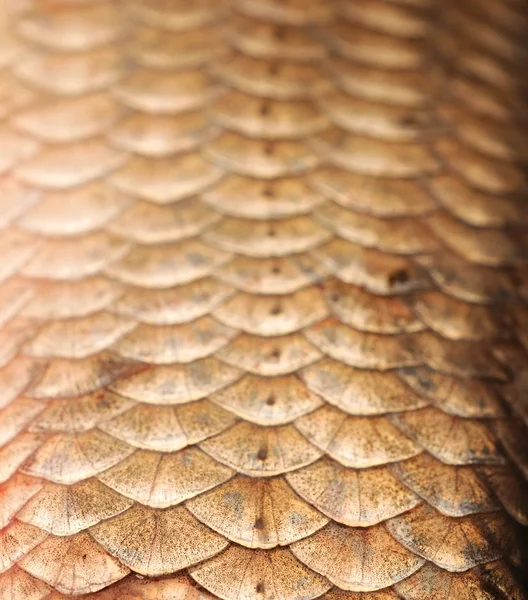 Macro shot of roach fish skin, natural texture. Closeup backgrou — Stock Photo, Image