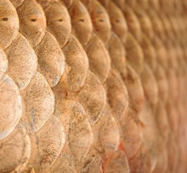 Macro shot of roach scales, natural texture — Stock Photo, Image