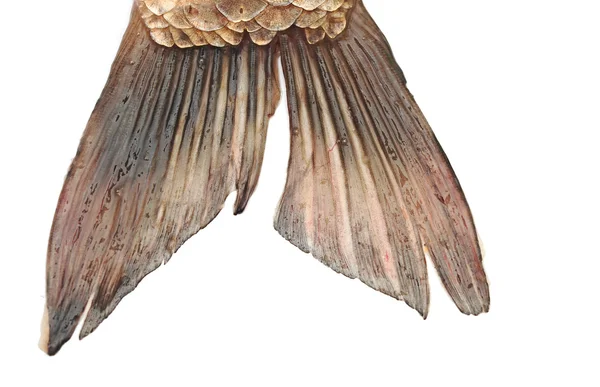 Rybí ocas izolovaných na bílém pozadí — Stock fotografie