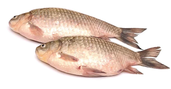 Peixes de carpa crucian isolados sobre fundo branco — Fotografia de Stock