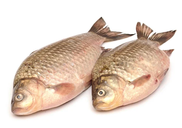 Crucian carp isolated on white background — Stock Photo, Image