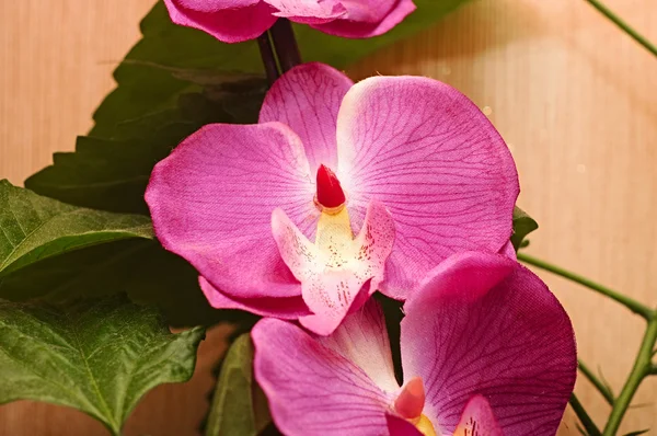 Beautiful Pink orchid - phalaenopsis — Stock Photo, Image