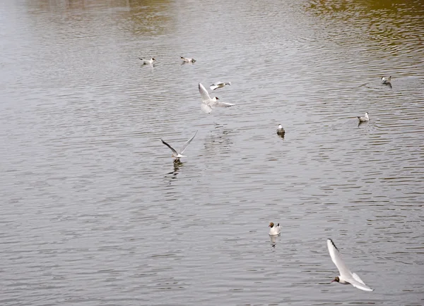 Gaviota — Foto de Stock