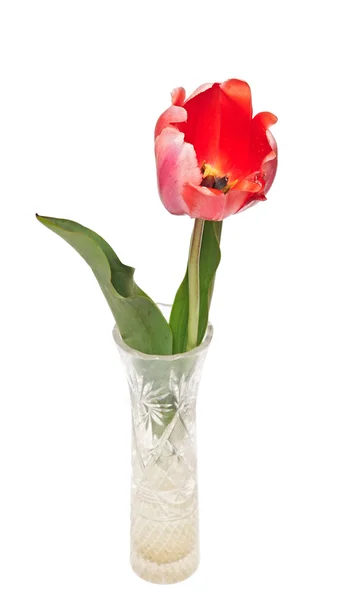 Eine rote Tulpe isoliert auf weiß. Kopierraum für Ihren Text — Stockfoto