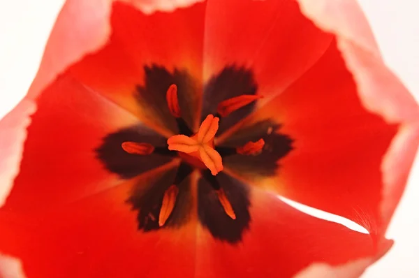 Tulip Macro — Stock Photo, Image