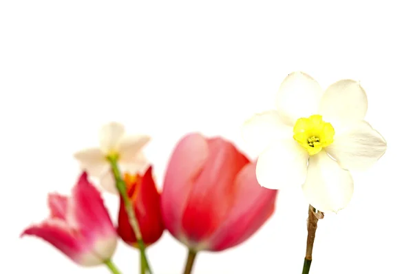 Narciso fiore isolato su sfondo bianco — Foto Stock