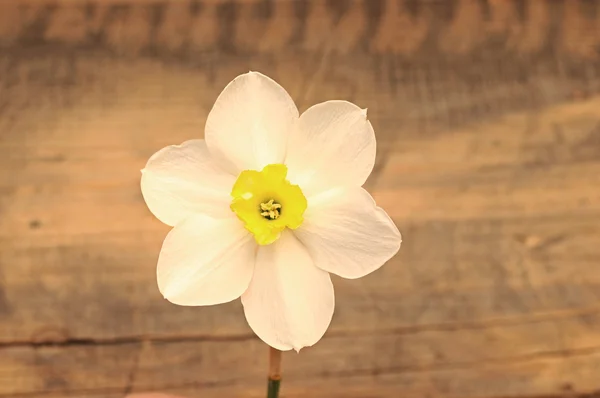 Fiore luminoso su sfondo di legno — Foto Stock