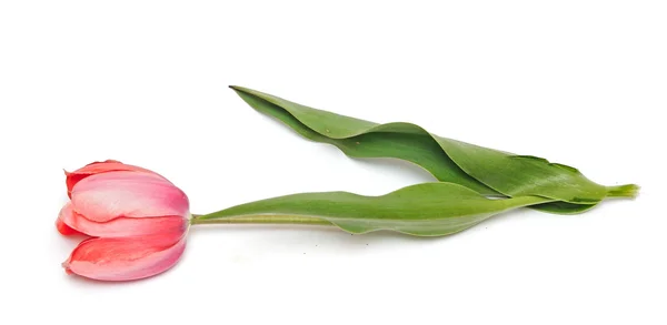 Tulipano fiore isolato su sfondo bianco — Foto Stock