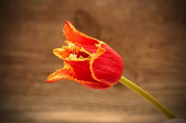 Tulipes rouges sur fond en bois — Photo