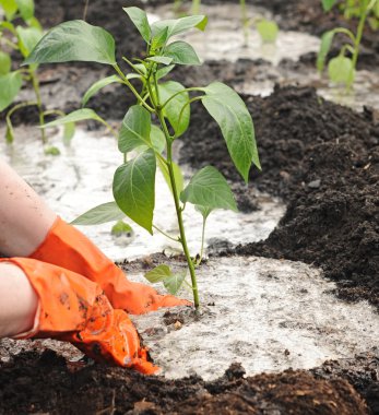 Eller yere biber fidesi dikme