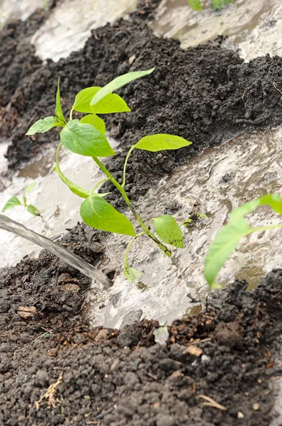 Freshly planted pepper seedling — Stock Photo, Image