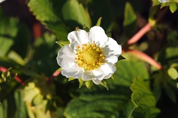 Strawberry flowers — Stock Photo, Image