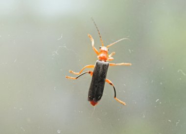 Pencerenin üst kısmında diurnal firefly