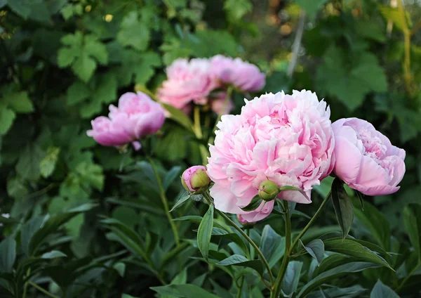 新鮮なピンクの牡丹の花束 — ストック写真