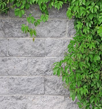 eski duvar tırmanışı sarmaşık