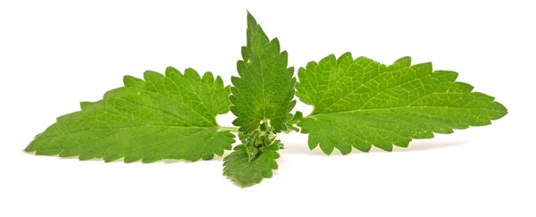 Peppermint in closeup — Stock Photo, Image