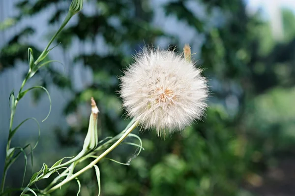 Ein großer Löwenzahn auf grünem Gras Hintergrund — Stockfoto