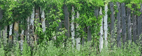 Houten hek bedekt met klimop — Stockfoto