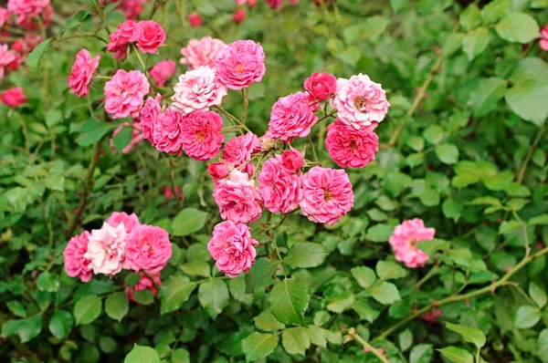 Rose bush — Stock Photo, Image