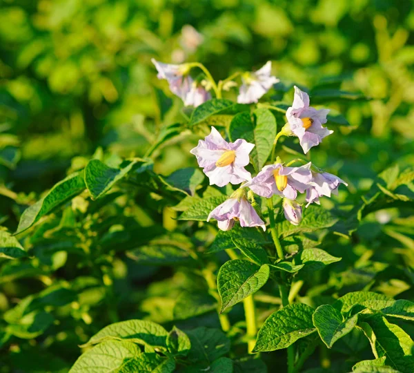 Cespuglio di patate fioritura con fiori bianchi — Foto Stock