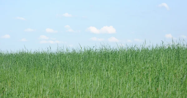 Grünes Gras — Stockfoto