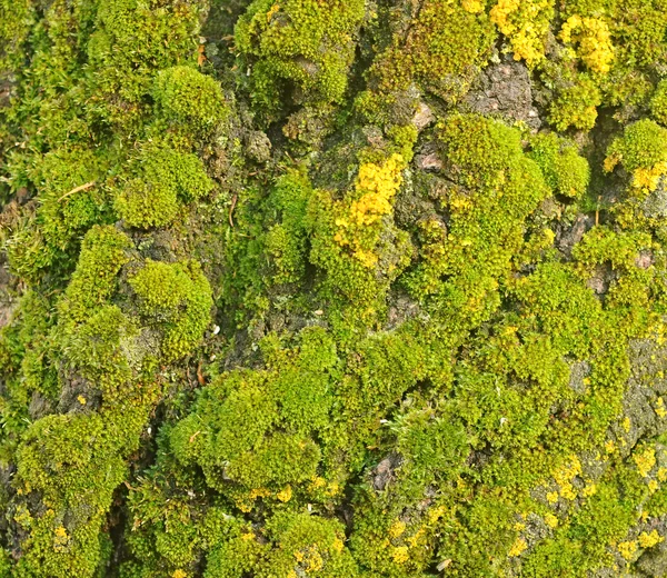 moss and tree bark