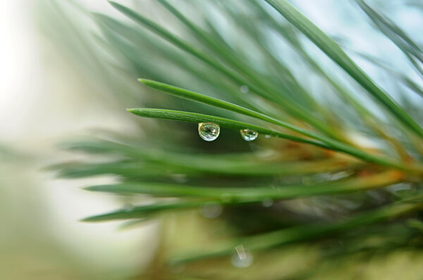 Coniferous tree branch with water drops