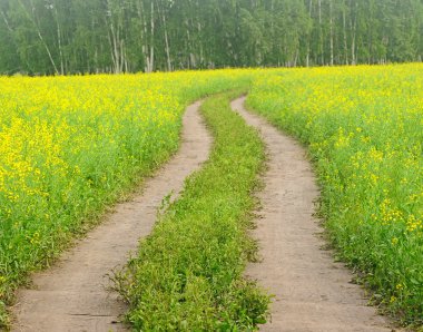 karayolu ile çiçeklenme kanola alanlar Kazakistan
