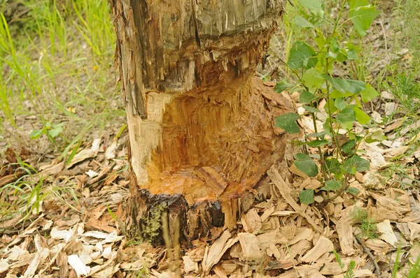 Beaver-eaten tree — Stock Photo, Image