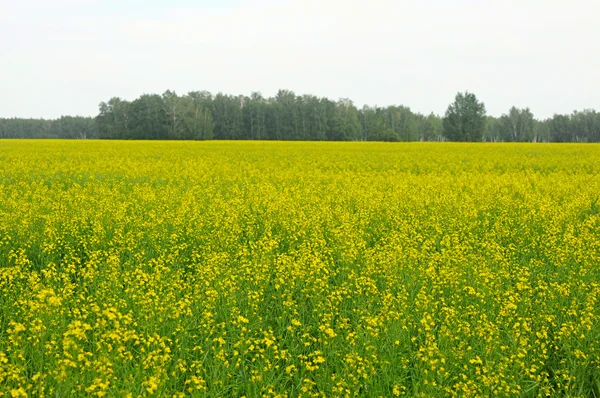 Paesaggio rurale. Campo di colza gialla in kazakistan — Foto Stock
