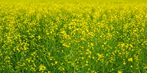 노란 유채 밭 — 스톡 사진