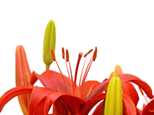 Lilie czerwone — Zdjęcie stockowe