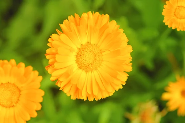 Kwiat nagietka na tło zamazane pole — Zdjęcie stockowe
