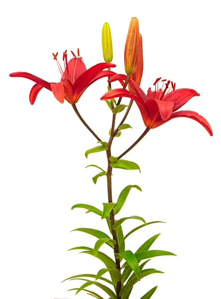 Beyaz arka plan üzerinde izole kırmızı buket lily — Stok fotoğraf