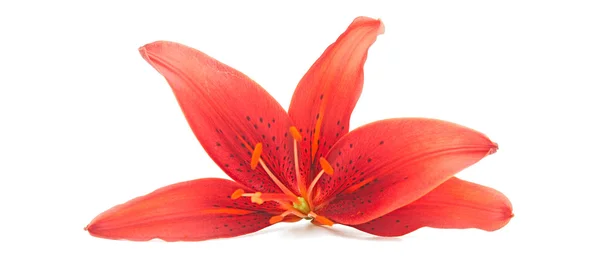 Lilly virág, fehér alapon — Stock Fotó