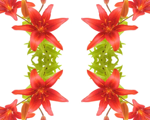 Lily flowers border on white — Stockfoto