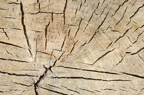 Oude knippen van een boom in de vorm van een achtergrond. — Stockfoto
