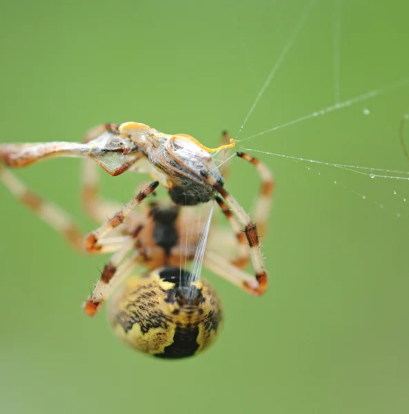 Live Black and Yellow Garden Spider with Prey. — Stock Photo, Image