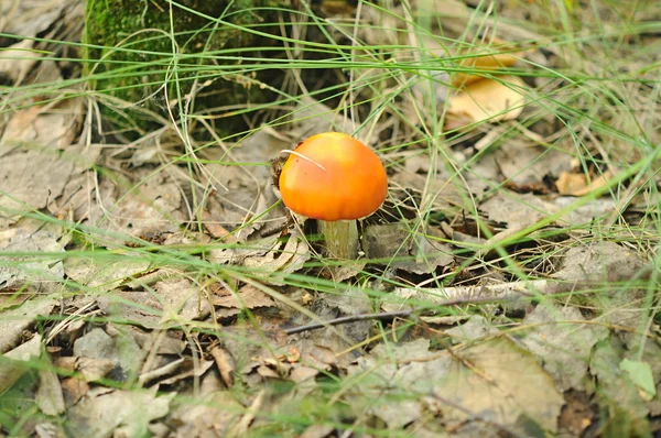 Skogssvamp i gräset — Stockfoto