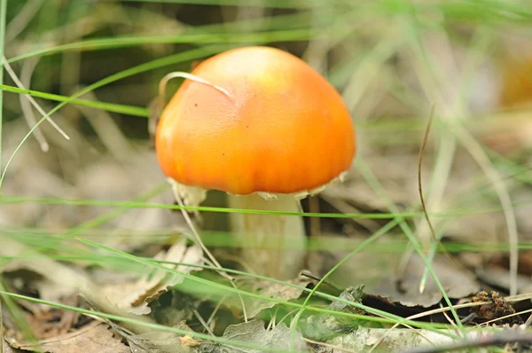 Forest mushrooms in the grass — Stock Photo, Image