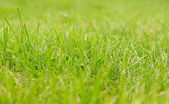 zářivé zelené trávě detail