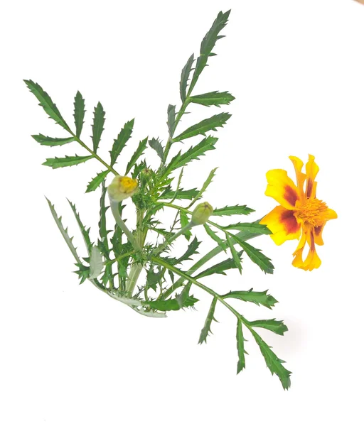 Цветок Мэриголд (Tagetes patula) изолирован на белом фоне — стоковое фото